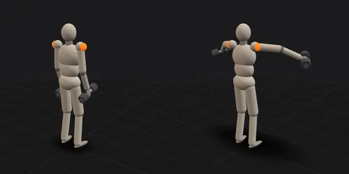 Разведение гантелей в стороны: верхнее и нижнее положение повторения, 3D-модель